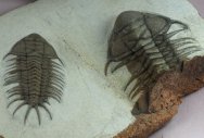 Crotalocephalus Trilobites 