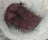 Cyphaspides Trilobite for Sale