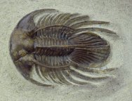 Kolihapeltis chlupaci hollardi Trilobite