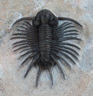 Acanthopyge Lichda Trilobite