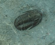 Eremiproetus Proetida Trilobite