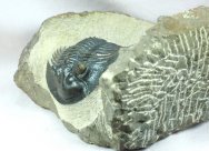 Platyscutellum massai Moroccan Trilobite