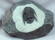 Rare Xiphogonium Proetida Moroccan Trilobite