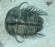 Long Spined Cyphaspides Trilobite