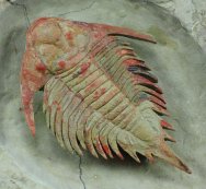 Parvilichas Museum Trilobite