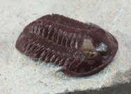 RARE Proetopeltis Trilobite