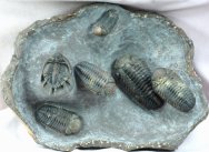 Basseiarges and Barrandeops Trilobites Death Assemblage