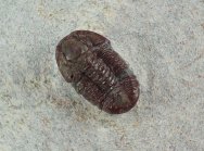 Proetopeltis Moroccan Trilobite