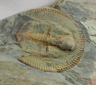 Declivolithus Moroccan Trilobite for Sale