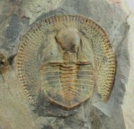 Declivolithus titan Trinucleid Trilobite