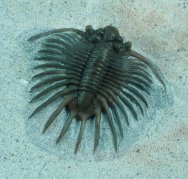 Acanthopyge Lichda Museum Trilobite