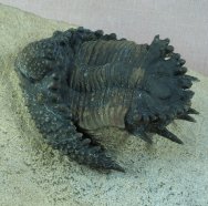 Rare Akantharges mbareki Museum Trilobite
