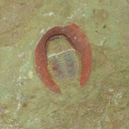 Eoharpes cristatus Trilobite
