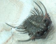 Newly Discovered Kettneraspis Trilobite
