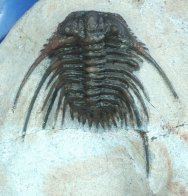Newly Discovered Kettneraspis Moroccan Trilobite