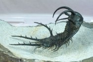 Spine-on-Spine Ceratarges Museum Trilobite