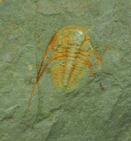 Rare Gigoutella antatlasius Cambrian Moroccan Trilobite