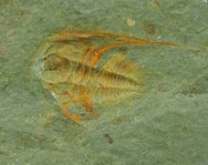 Rare Gigoutella antatlasius Cambrian Trilobite