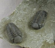Struveaspis Phacopida Trilobites