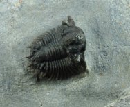 Acanthoyge Belenopyge bassei Moroccan Trilobite with Exposed Hypostome