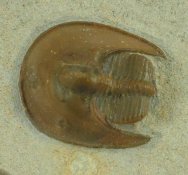 Lioharpes Trilobite