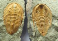 Cambropallas Cambrian Moroccan Trilobite 