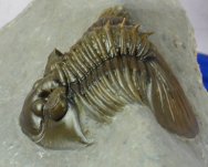 Spiny Scabriscutellum Moroccan Trilobite