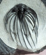 Rare Heliopeltis Trilobite