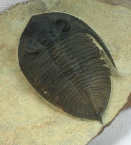 Zilchovaspis rugosa Trilobite for Sale