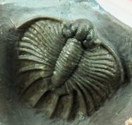 Museum Aff Acathopyge Trilobite