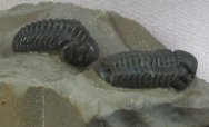 Eocryphops Phacopid Trilobites with Few Eye Facets