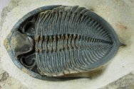 Ventral Zilchovaspis rugosa Moroccan Trilobite