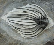 Rare Heliopeltis johnsoni Museum Trilobite