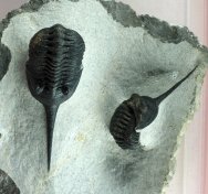 Rare Lanceaspis hammondi Museum Trilobites