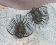 Natural Acathopyge Trilobites Pair