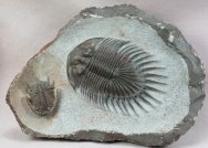 Septimopeltis and Basseiarges Trilobites