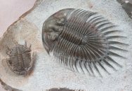 Septimopeltis and Basseiarges Trilobites Association from Jorf
