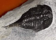 Rare Wallacia Trilobite