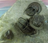 Harpes hamarlaghdadensis Trilobites Death Assemblage
