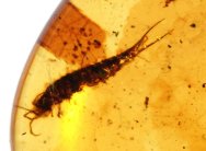 Cretalepisma Bristletail Cretaceous Amber