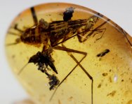Manipulator Predatory Cockroach in Dinosaur Age Fossil Amber