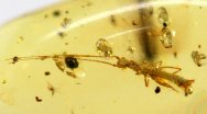 Rare Cretaceous Amber with Walking Stick Insect