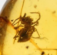 Spider in Dinosaur Age Fossil Amber