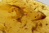 Lizard Cretaceous Fossil Amber