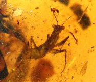 Fossil Amber with Supremely Rare Praying Mantise from Hukawng Valley