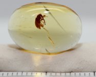 Weevil in Burmite Fossil Amber