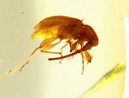 Weevil in Amber