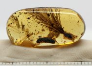Cretaceous amber