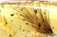 Feather in Burmite Dinosaur Age Amber