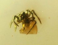 Cretaceous Fossil Amber Spider